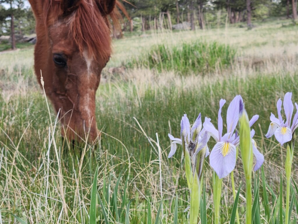 Website design graphic of a horse grazing near wild iris in Livermore Colorado